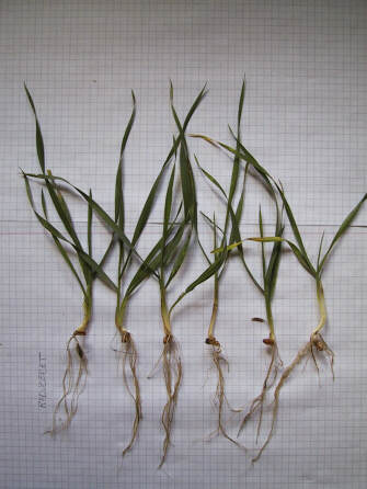 29.10 planter reduceret.JPG (26083 bytes)