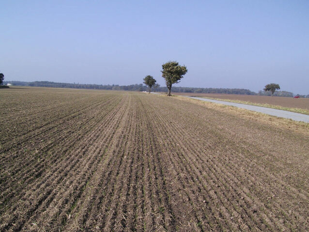 30.9 begyndende fremspiring.JPG (82254 bytes)