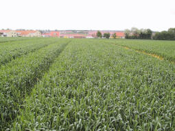 310502horsch-i.JPG (14681 bytes)